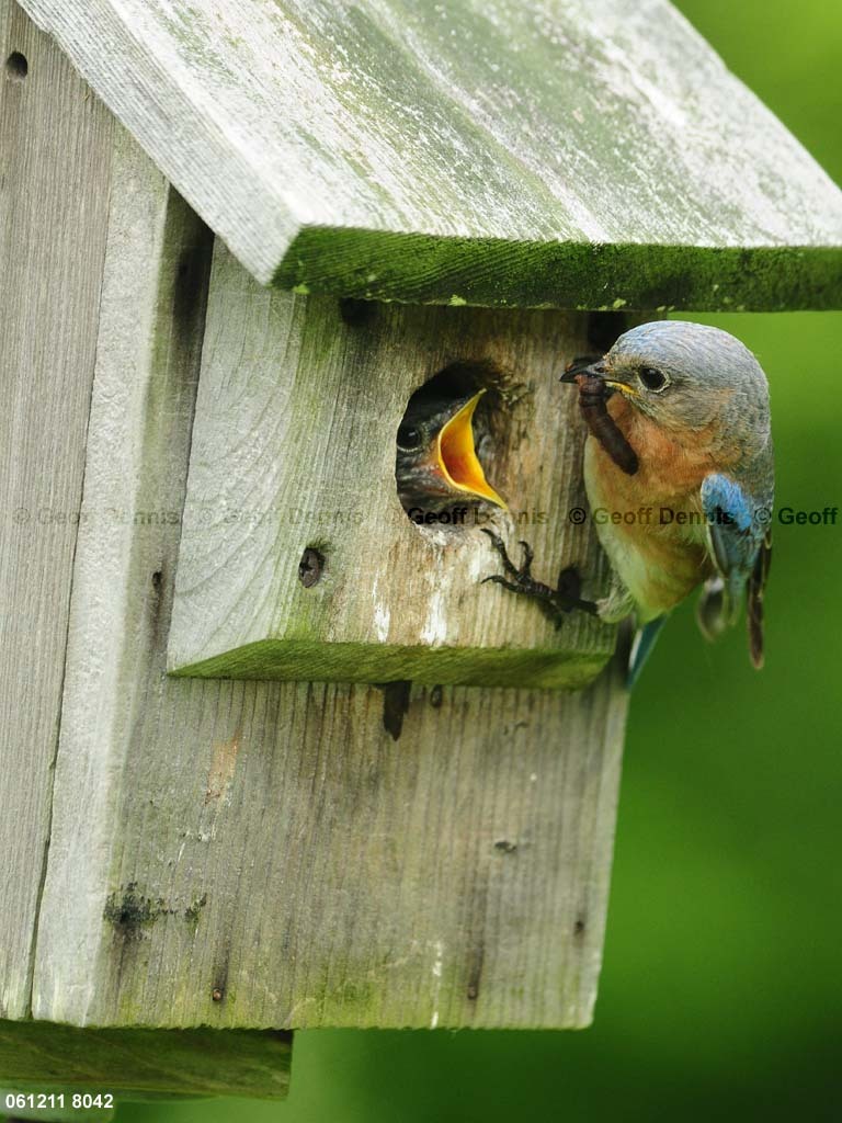 EABB-ML_Eastern-Bluebird