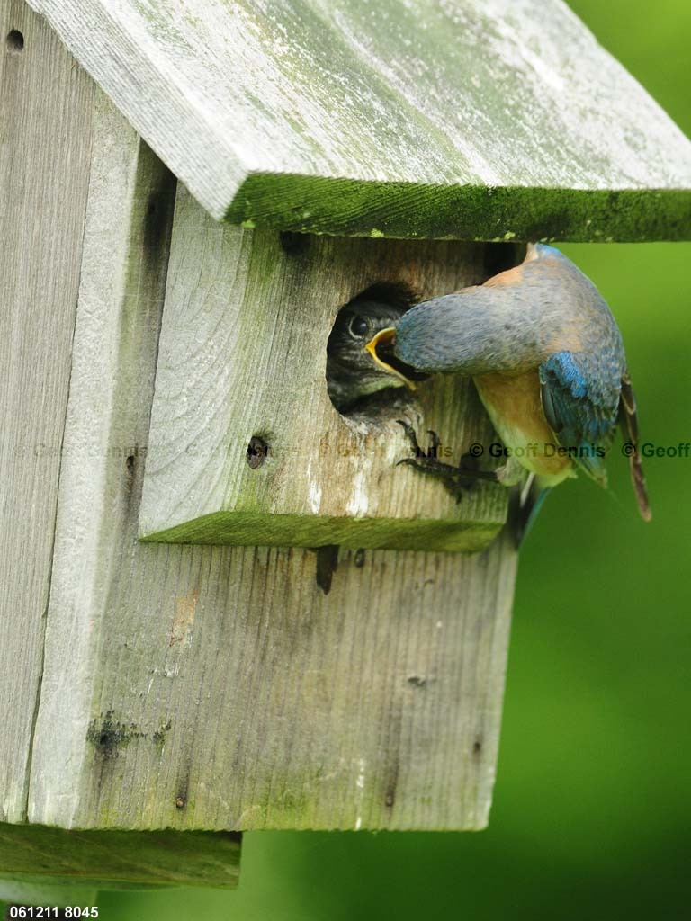 EABB-MM_Eastern-Bluebird