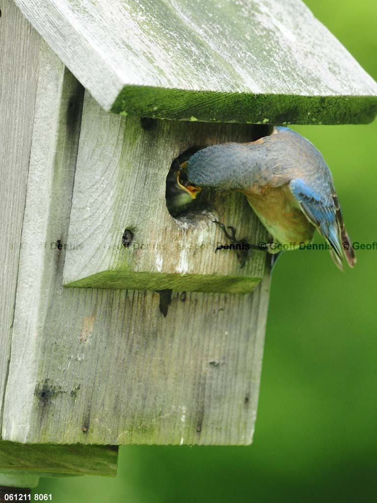 EABB-MN_Eastern-Bluebird
