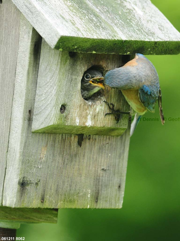 EABB-MO_Eastern-Bluebird