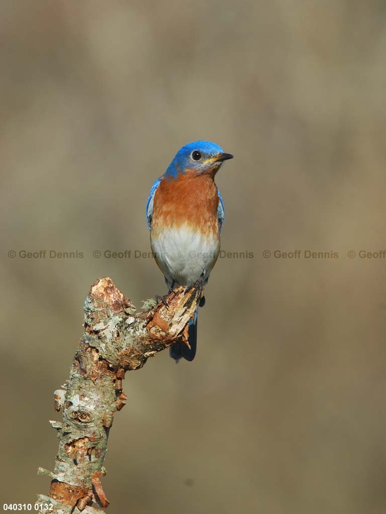 EABB-MP_Eastern-Bluebird