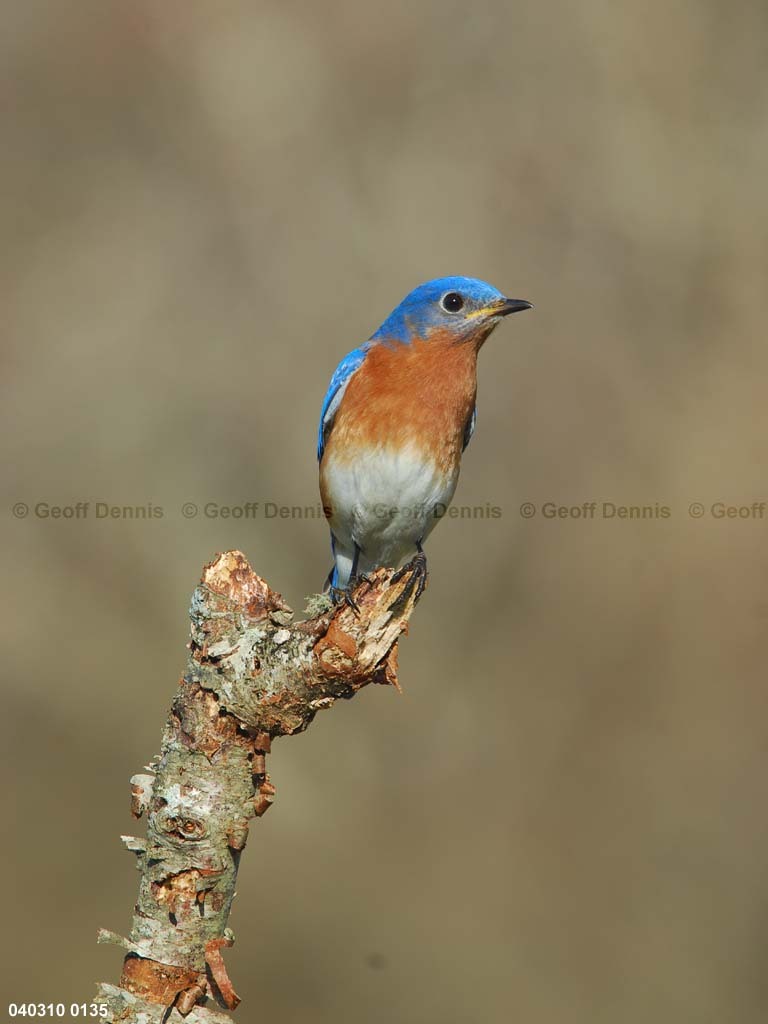 EABB-MQ_Eastern-Bluebird
