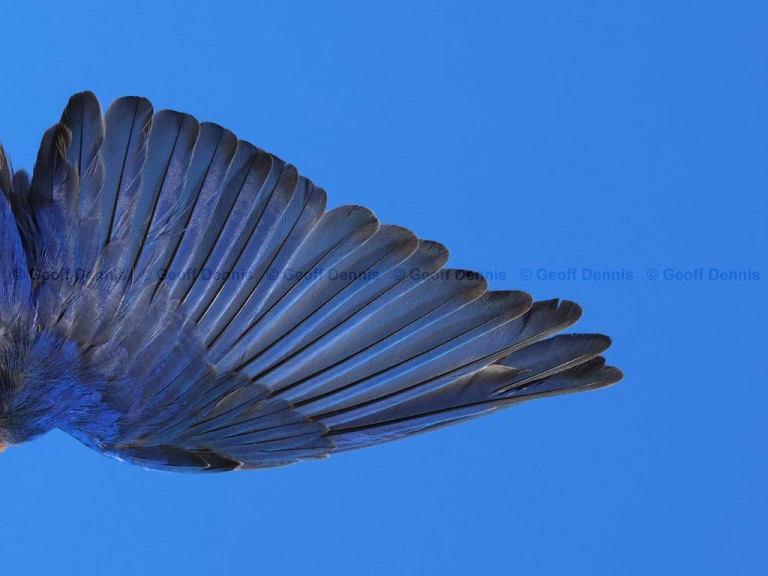EABB-MS_Eastern-Bluebird