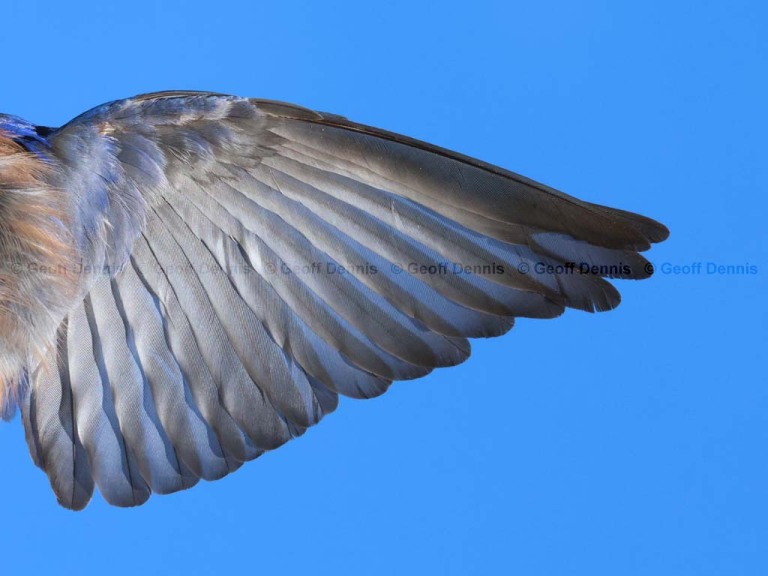 EABB-MT_Eastern-Bluebird