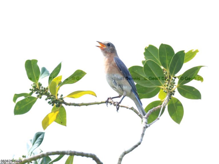 EABB-MU_Eastern-Bluebird