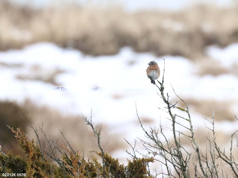 EABB-MV_Eastern-Bluebird