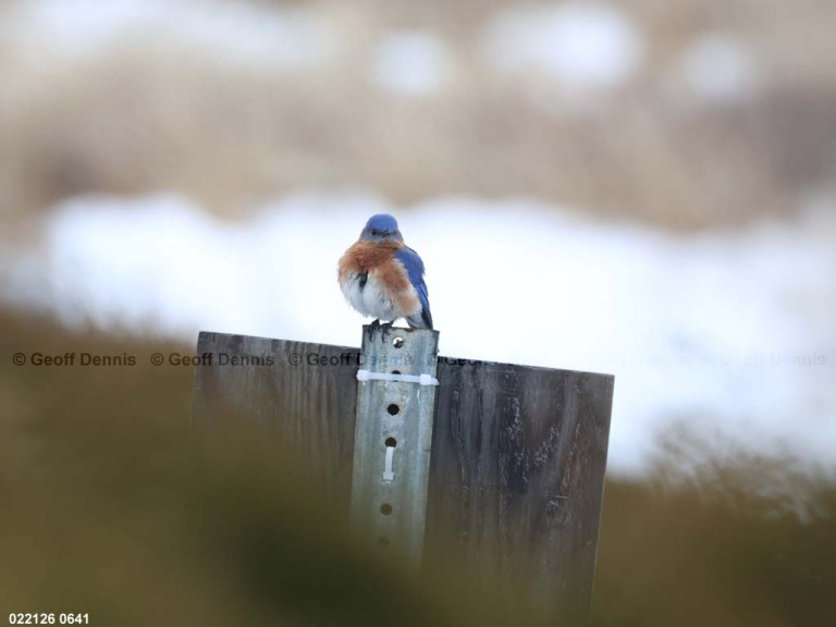 EABB-MW_Eastern-Bluebird