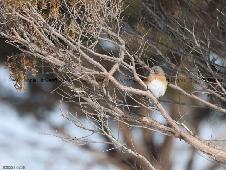 EABB-MX_Eastern-Bluebird