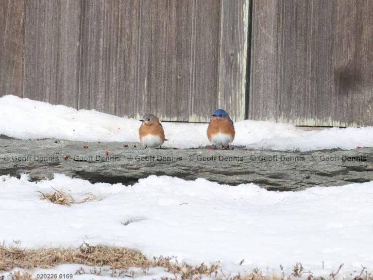 EABB-MY_Eastern-Bluebird