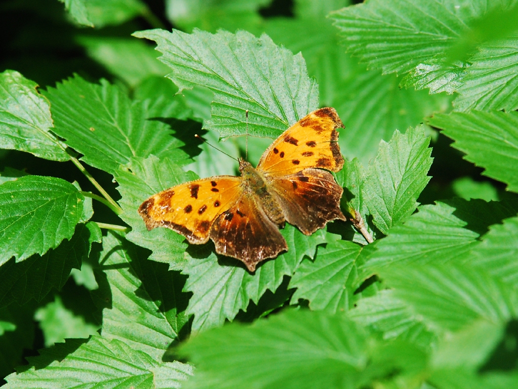 Eastern-Comma-AA