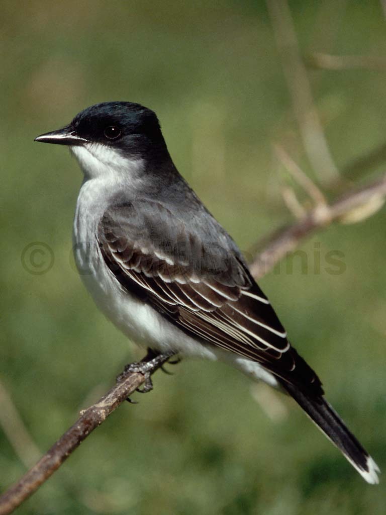EAKI-AA_Eastern-Kingbird