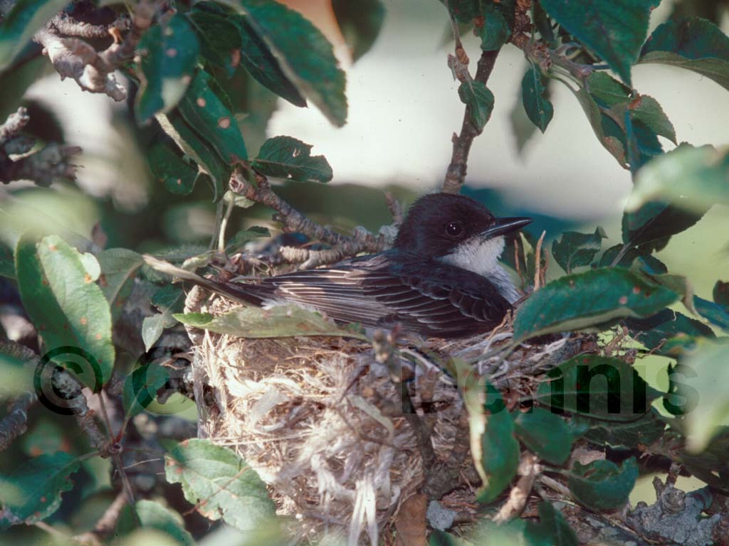 EAKI-AB_Eastern-Kingbird