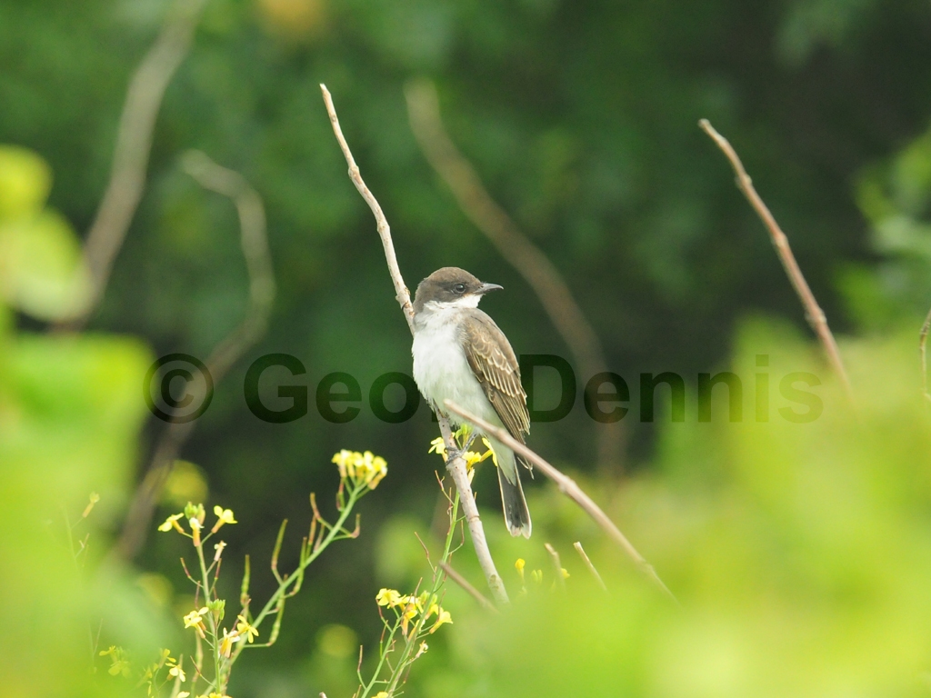 EAKI-AC_Eastern-Kingbird