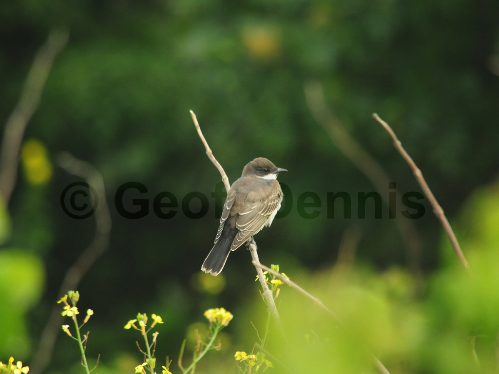 EAKI-AD_Eastern-Kingbird