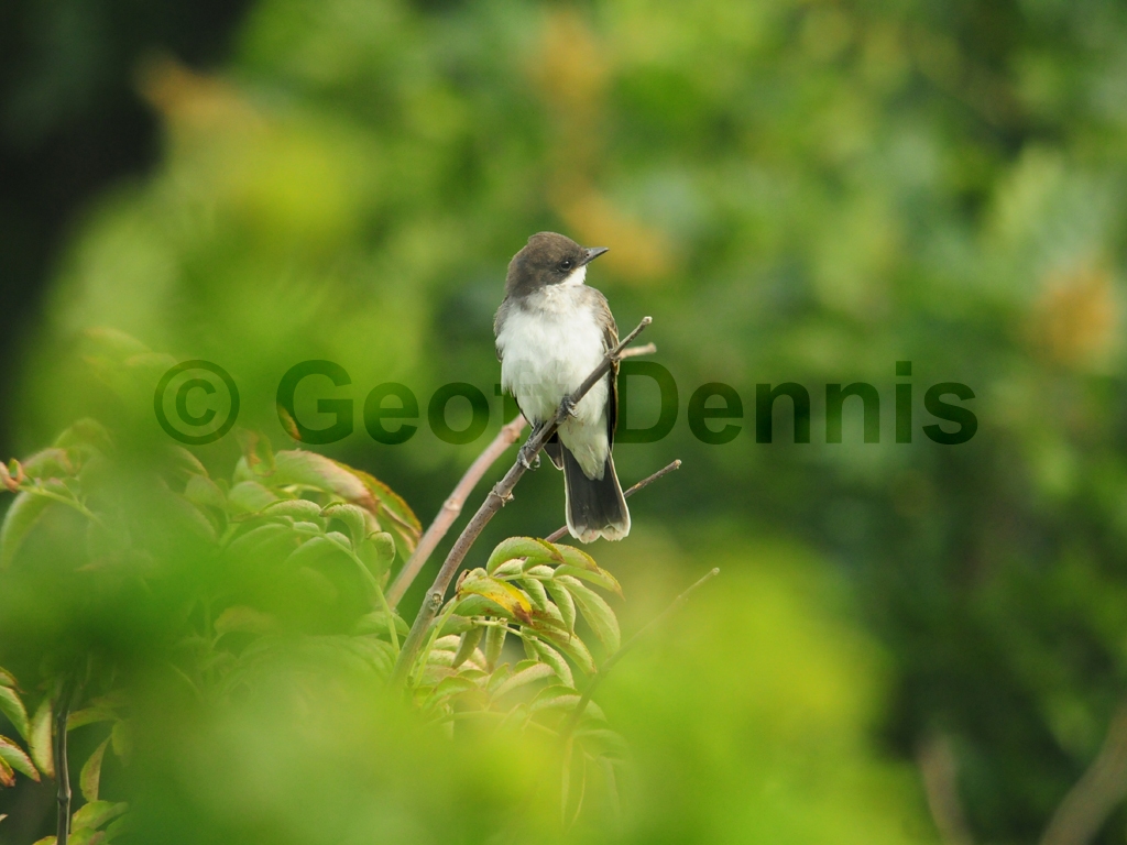 EAKI-AE_Eastern-Kingbird