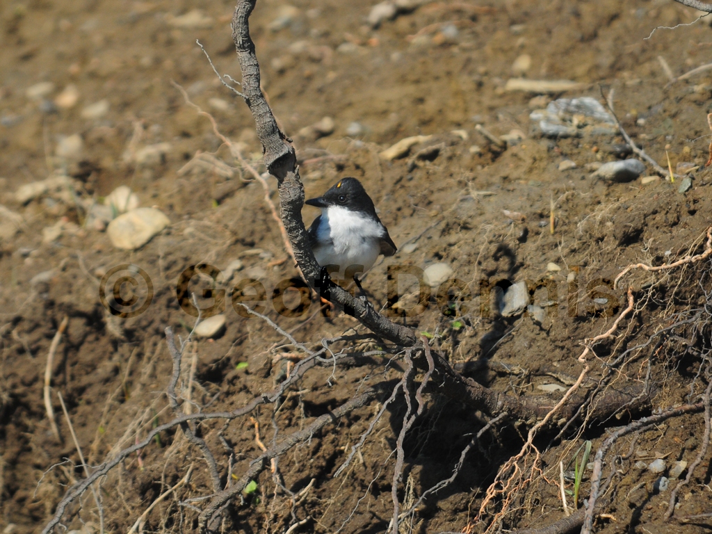 EAKI-AG_Eastern-Kingbird