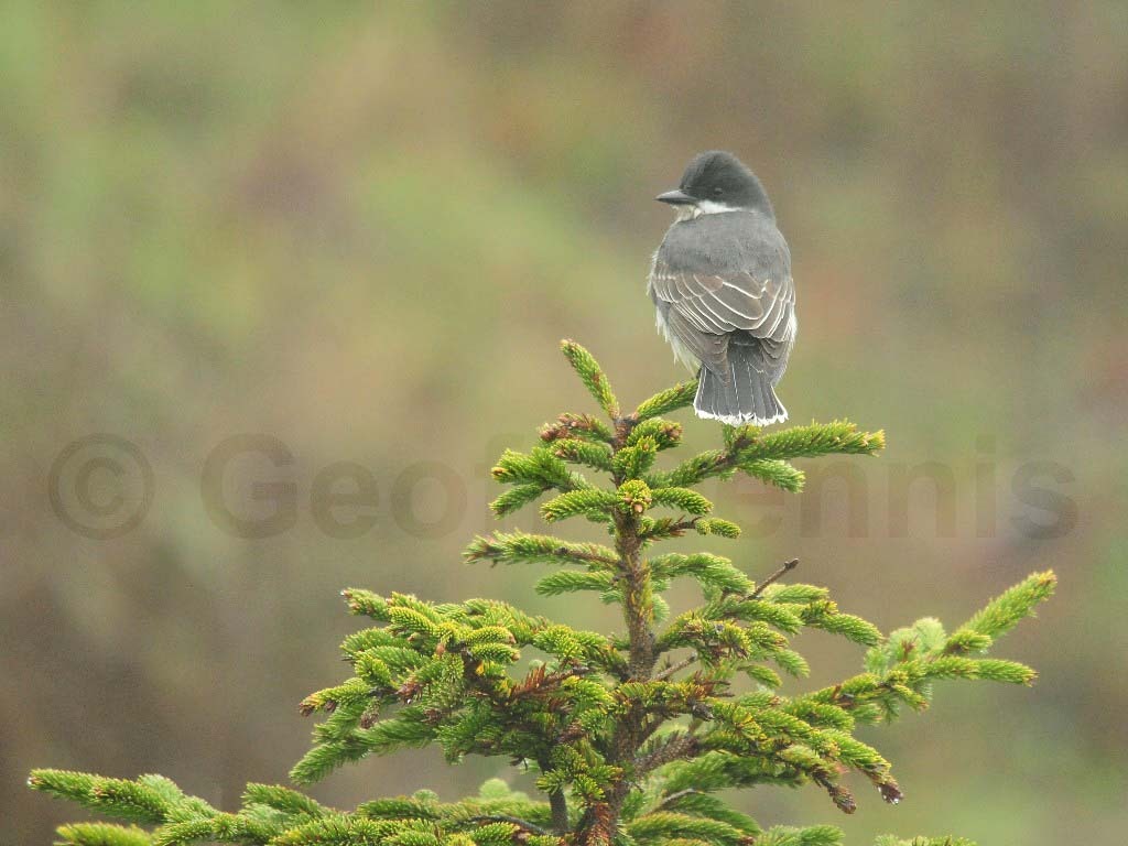 EAKI-AH_Eastern-Kingbird