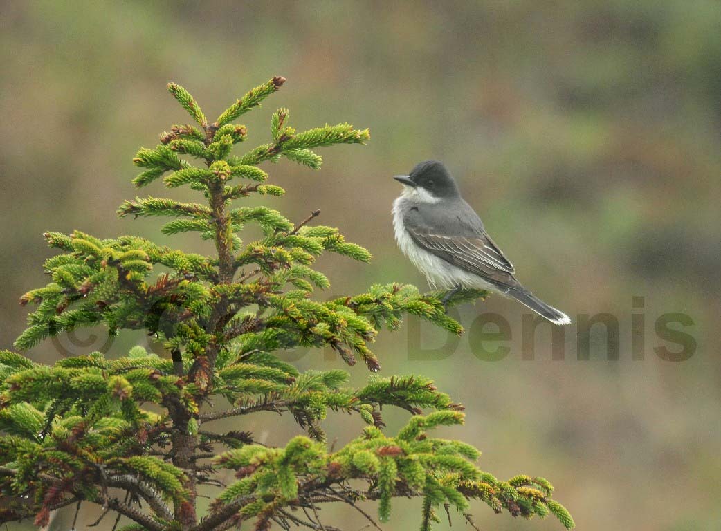 EAKI-AI_Eastern-Kingbird