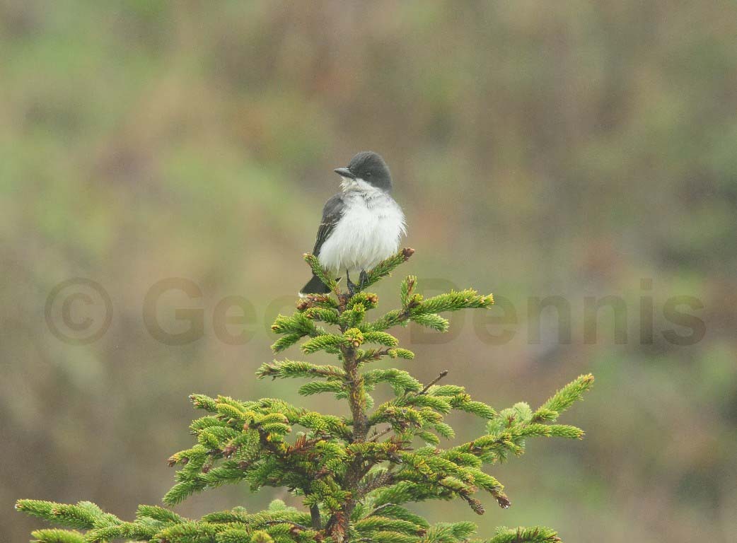 EAKI-AJ_Eastern-Kingbird