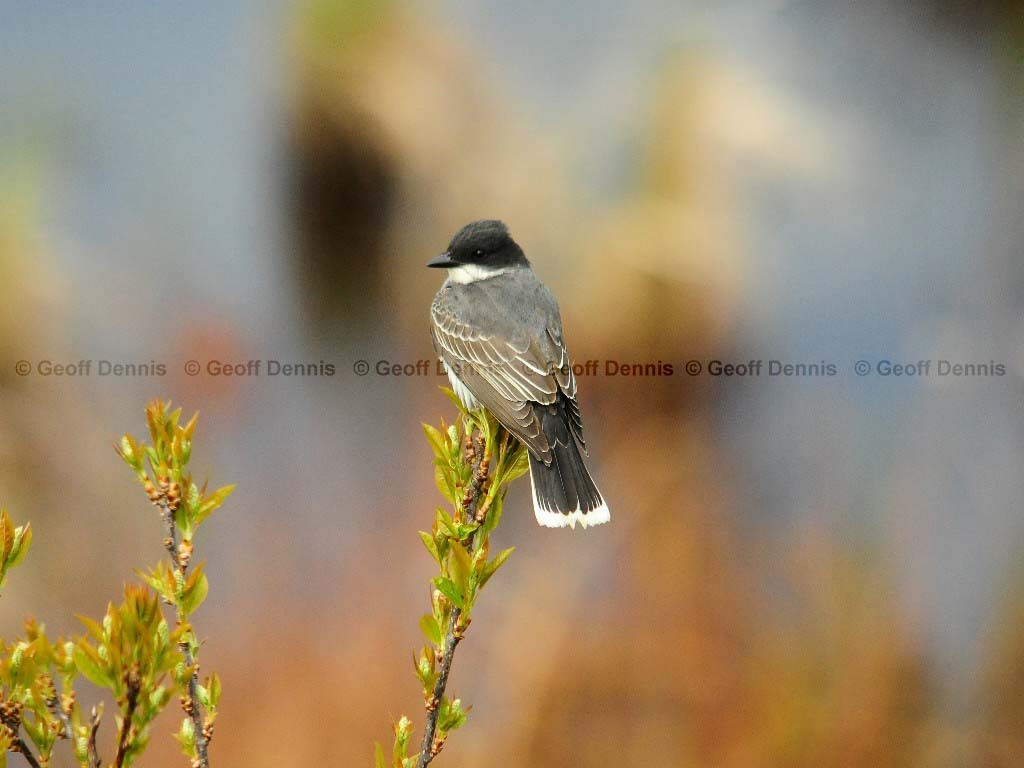 EAKI-AK_Eastern-Kingbird