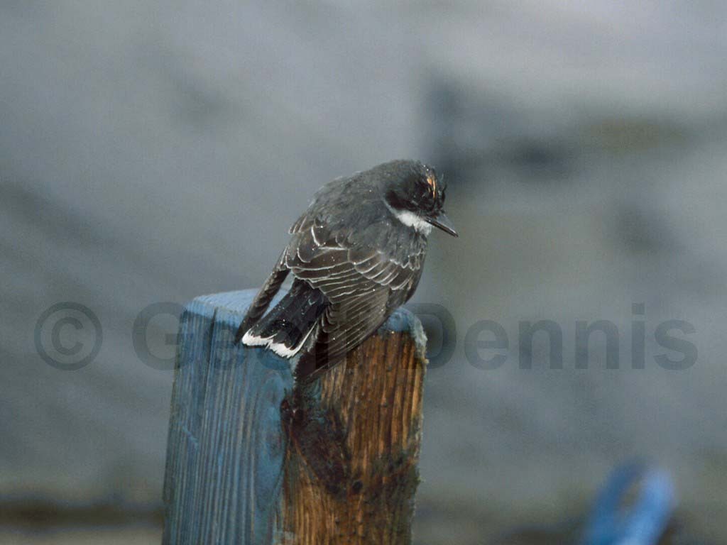 EAKI-AL_Eastern-Kingbird