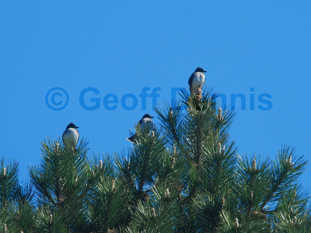 EAKI-AM_Eastern-Kingbird