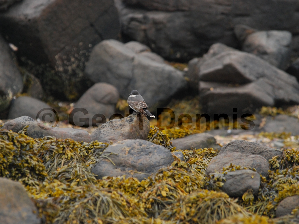 EAKI-AN_Eastern-Kingbird