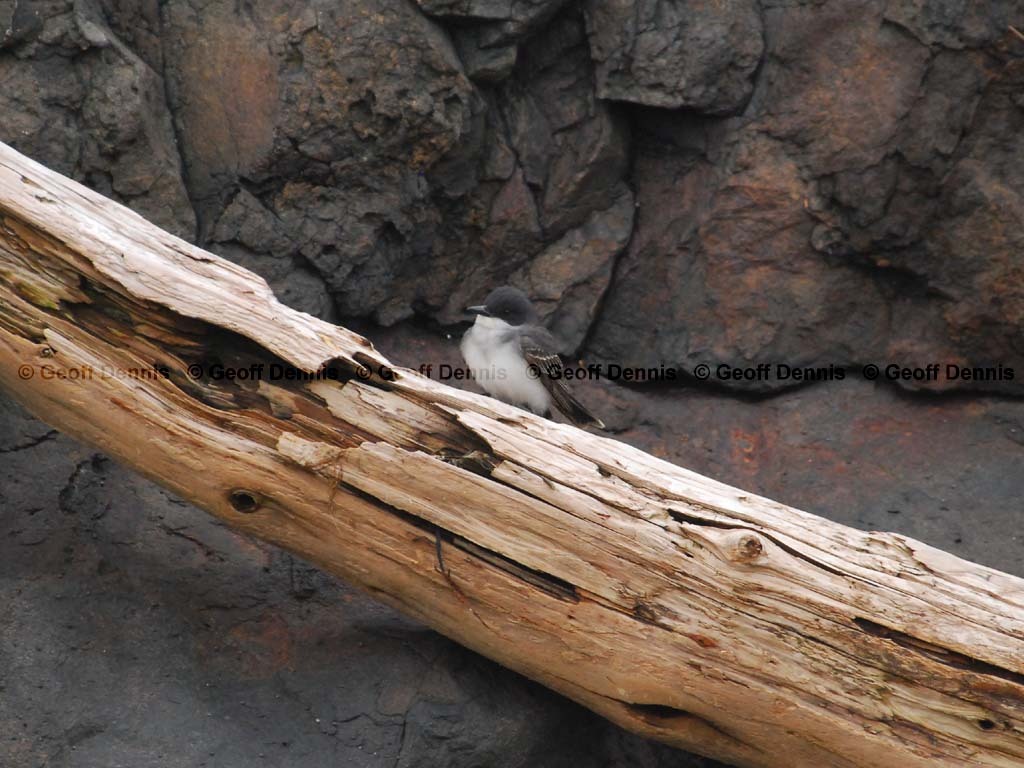 EAKI-AO_Eastern-Kingbird