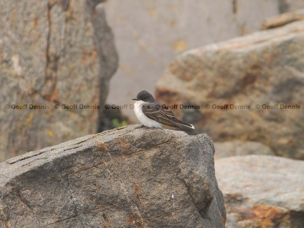 EAKI-AP_Eastern-Kingbird