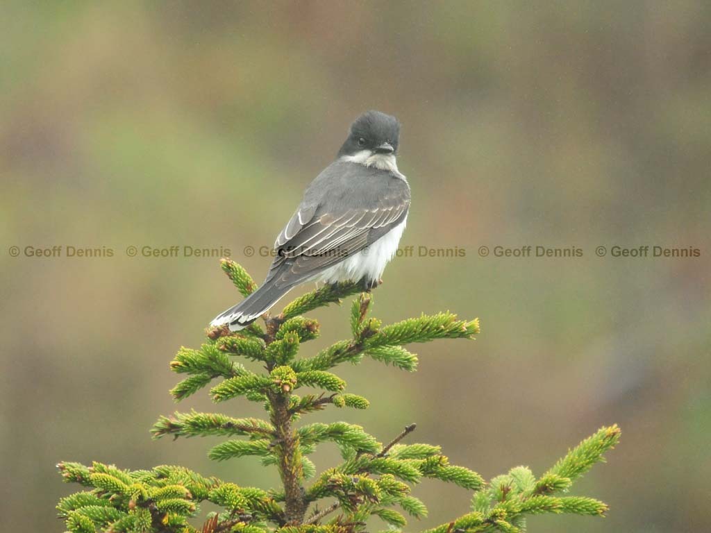 EAKI-AQ_Eastern-Kingbird