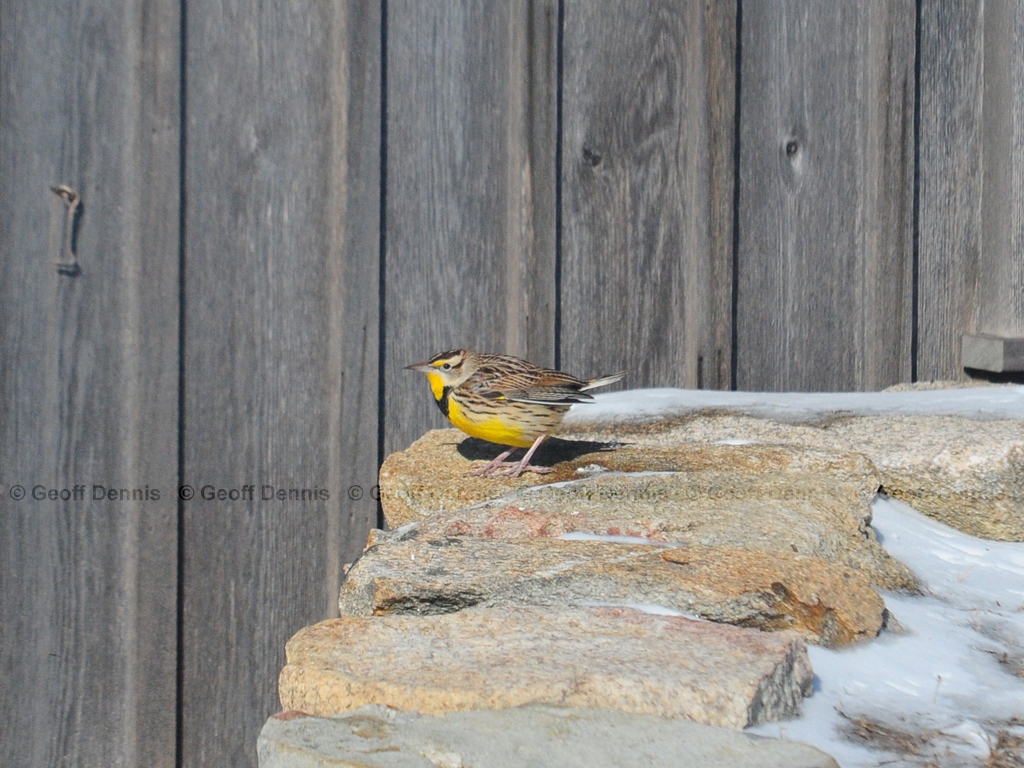 EAME-AA_Eastern-Meadowlark