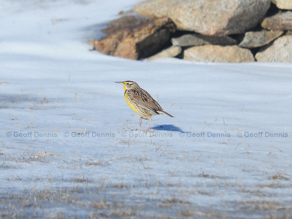 EAME-AB_Eastern-Meadowlark