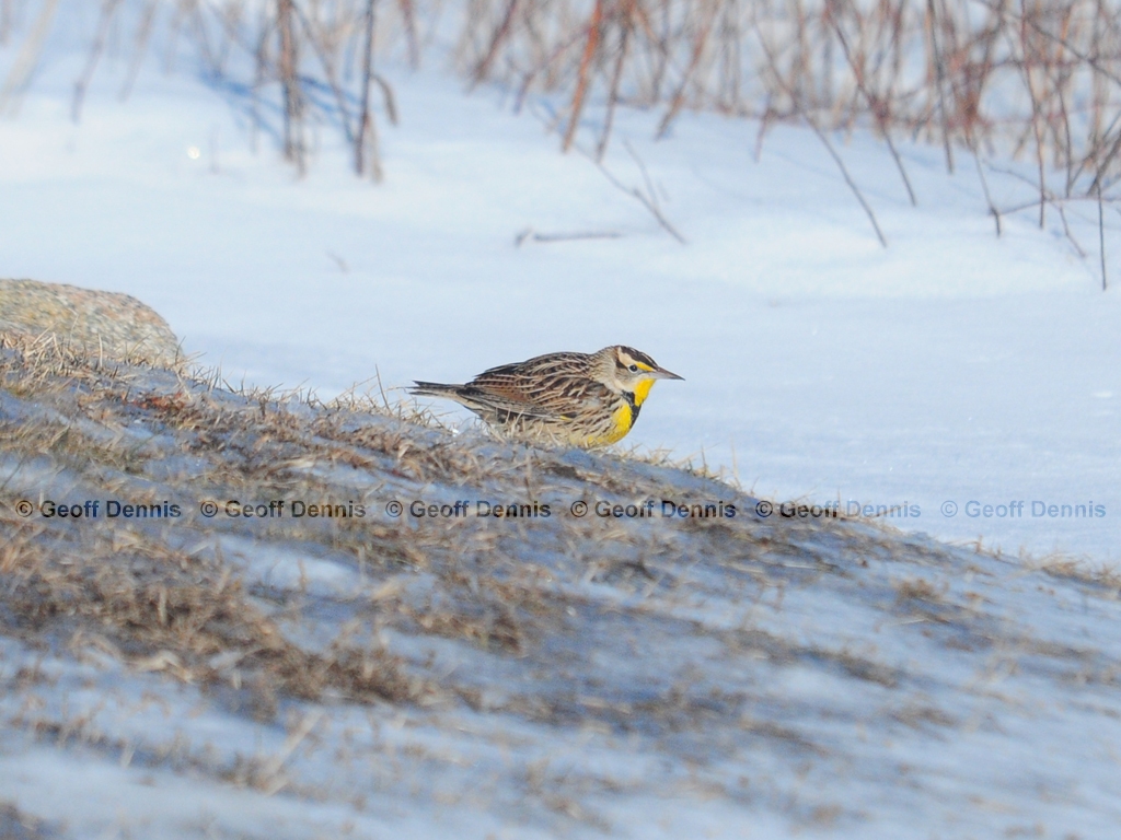 EAME-AC_Eastern-Meadowlark