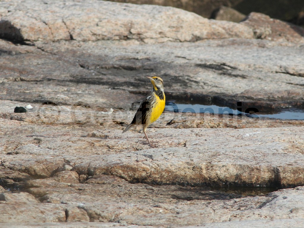 EAME-AD_Eastern-Meadowlark
