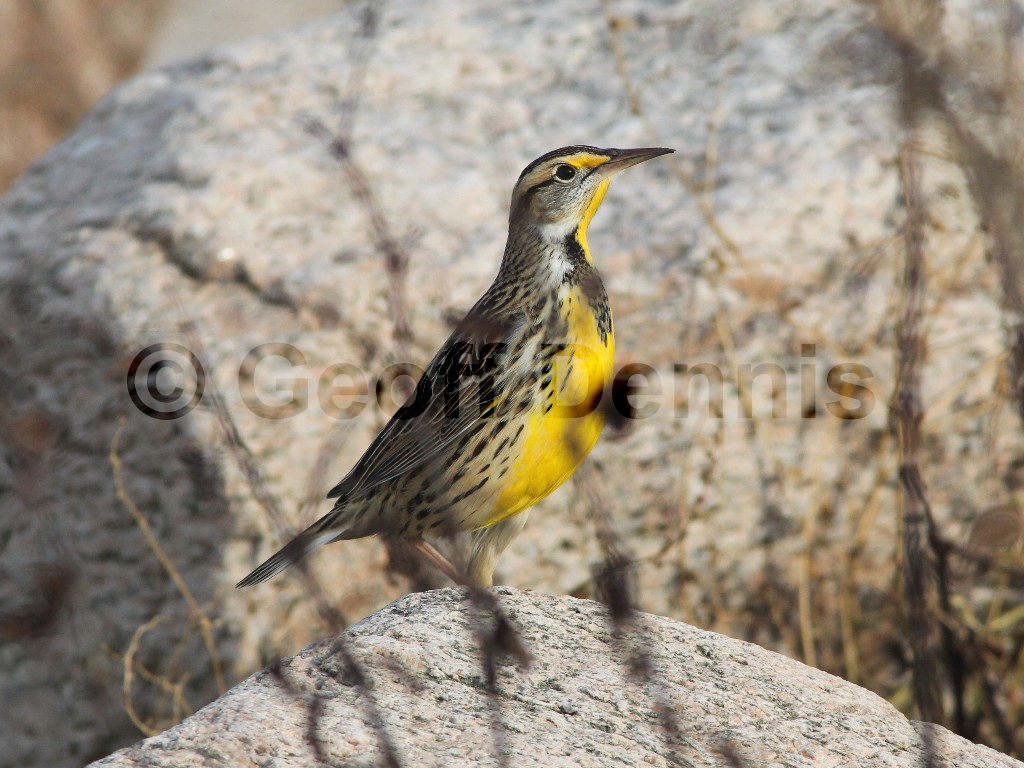 EAME-AE_Eastern-Meadowlark