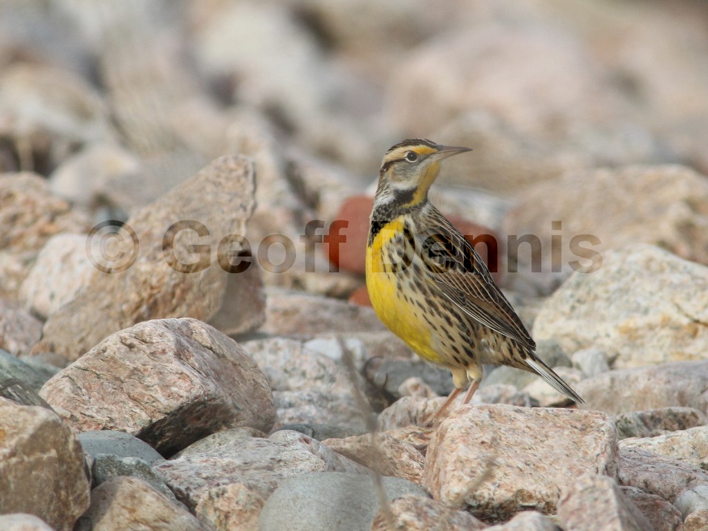 EAME-AF_Eastern-Meadowlark