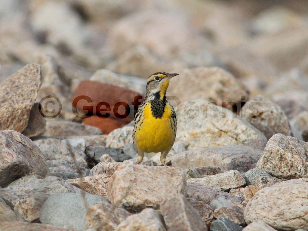 EAME-AG_Eastern-Meadowlark