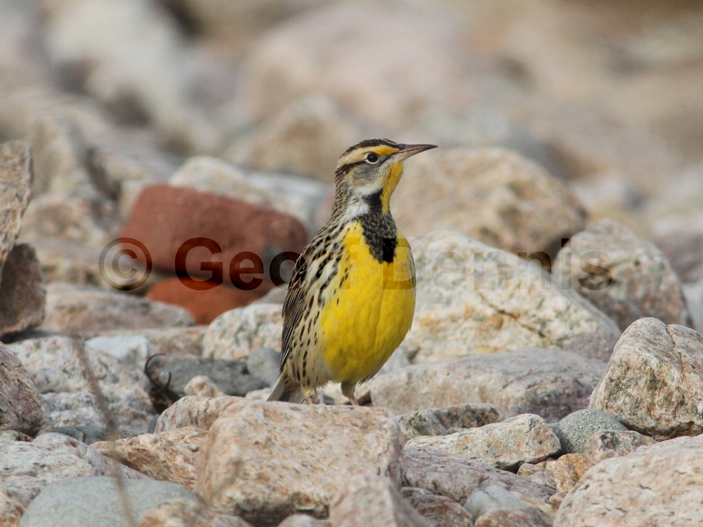 EAME-AH_Eastern-Meadowlark