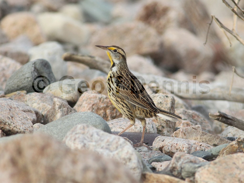EAME-AI_Eastern-Meadowlark