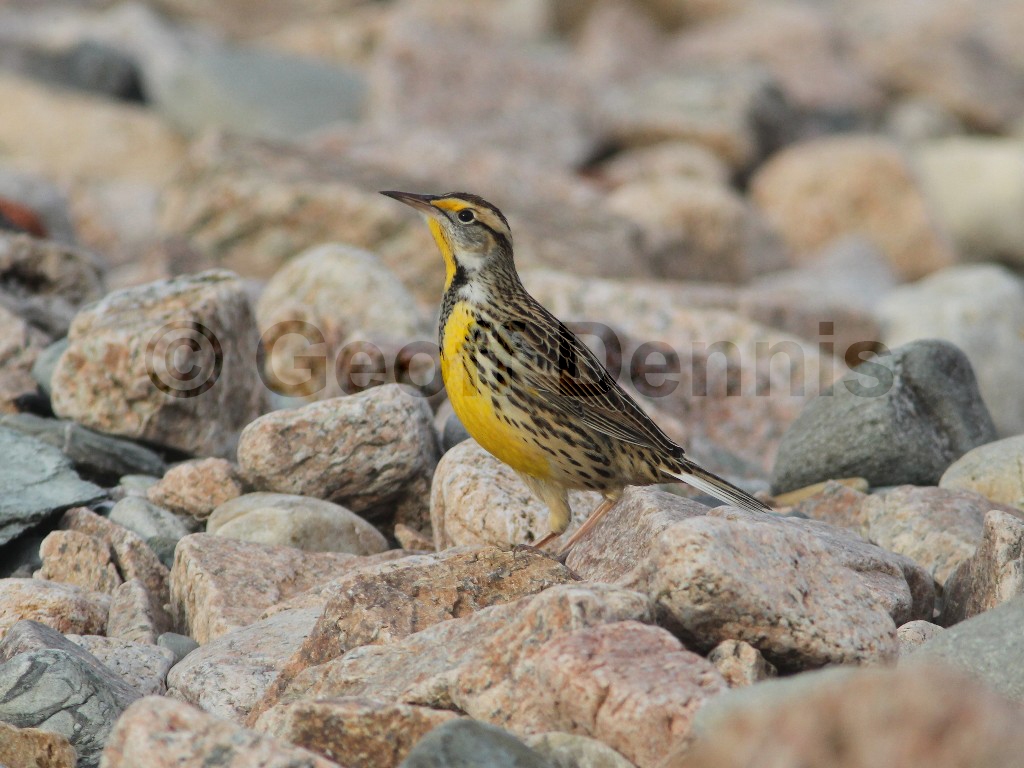 EAME-AJ_Eastern-Meadowlark