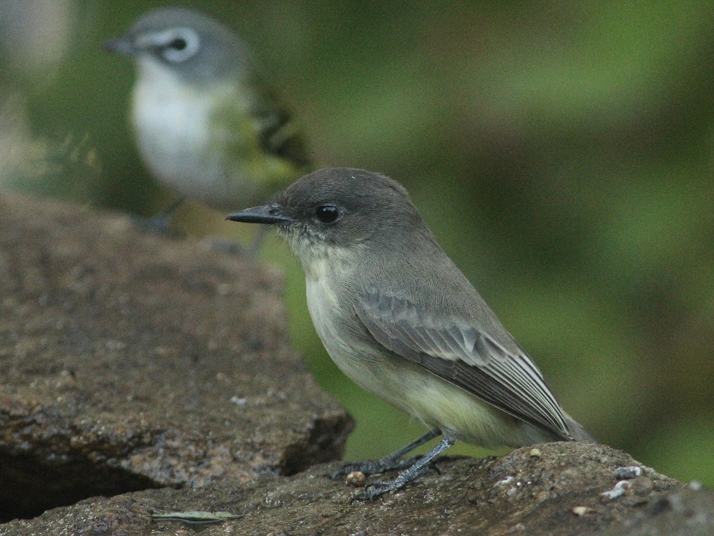 EAPH-AA_Eastern-Phoebe
