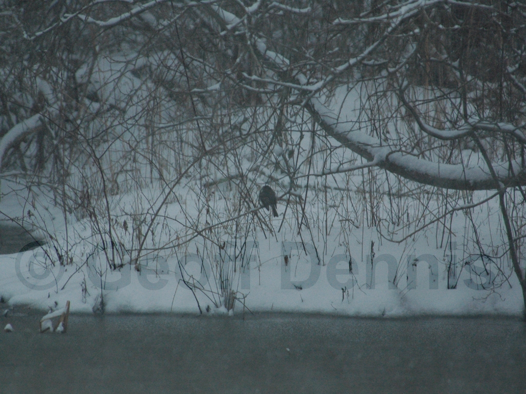 EAPH-AC_Eastern-Phoebe