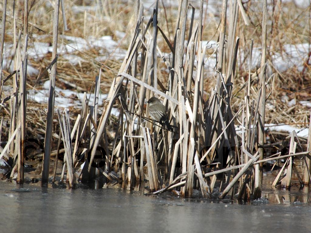 EAPH-AD_Eastern-Phoebe