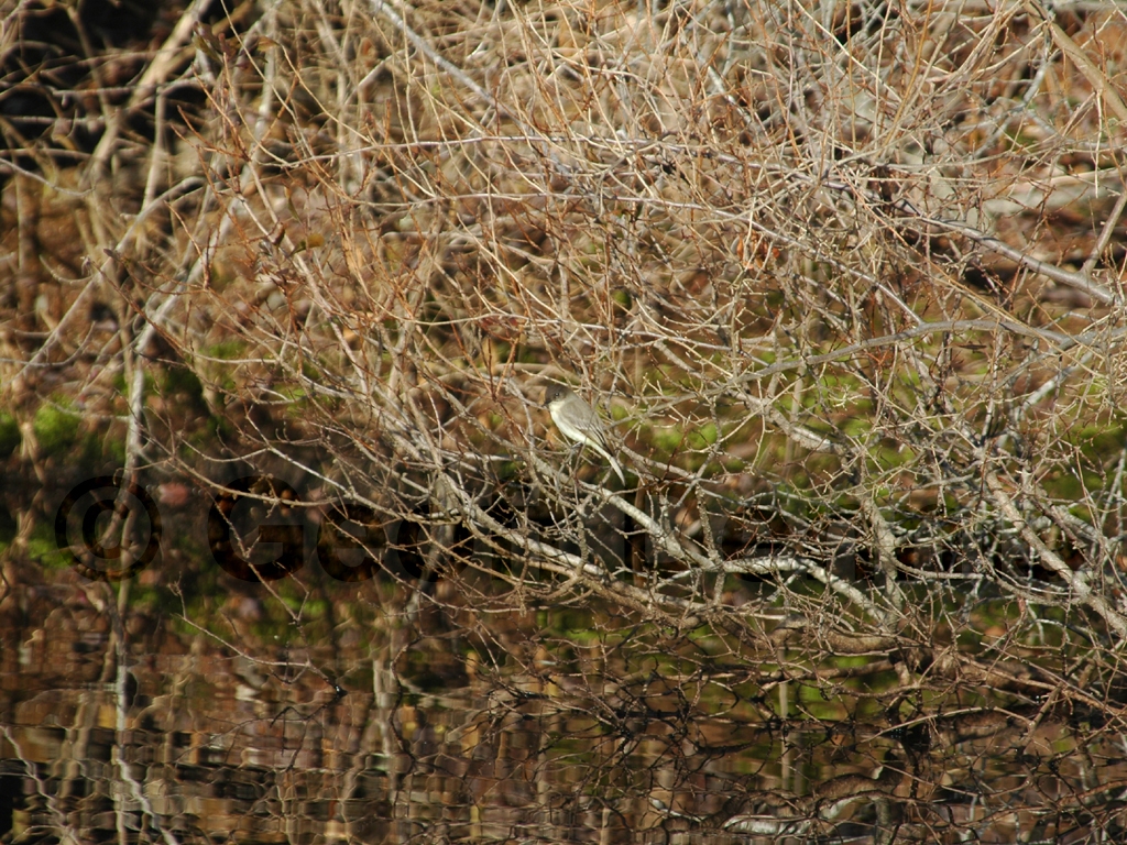 EAPH-AF_Eastern-Phoebe