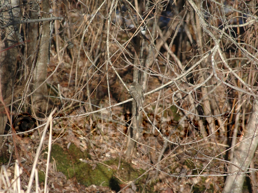 EAPH-AG_Eastern-Phoebe