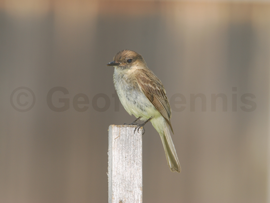 EAPH-AK_Eastern-Phoebe