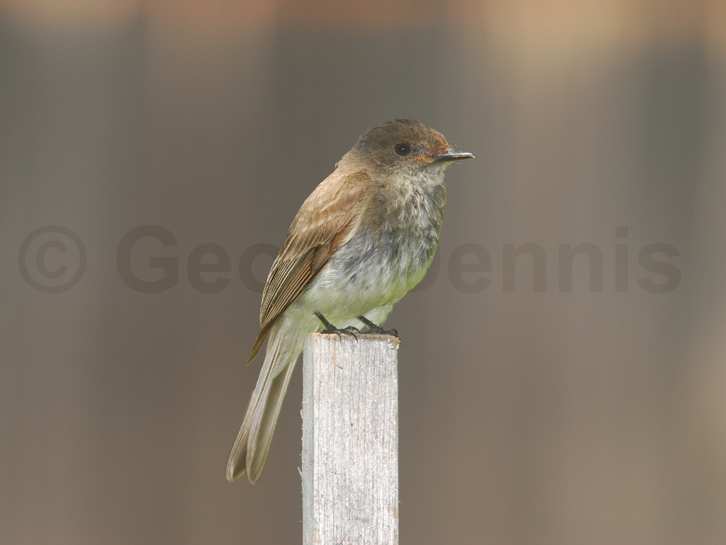 EAPH-AL_Eastern-Phoebe