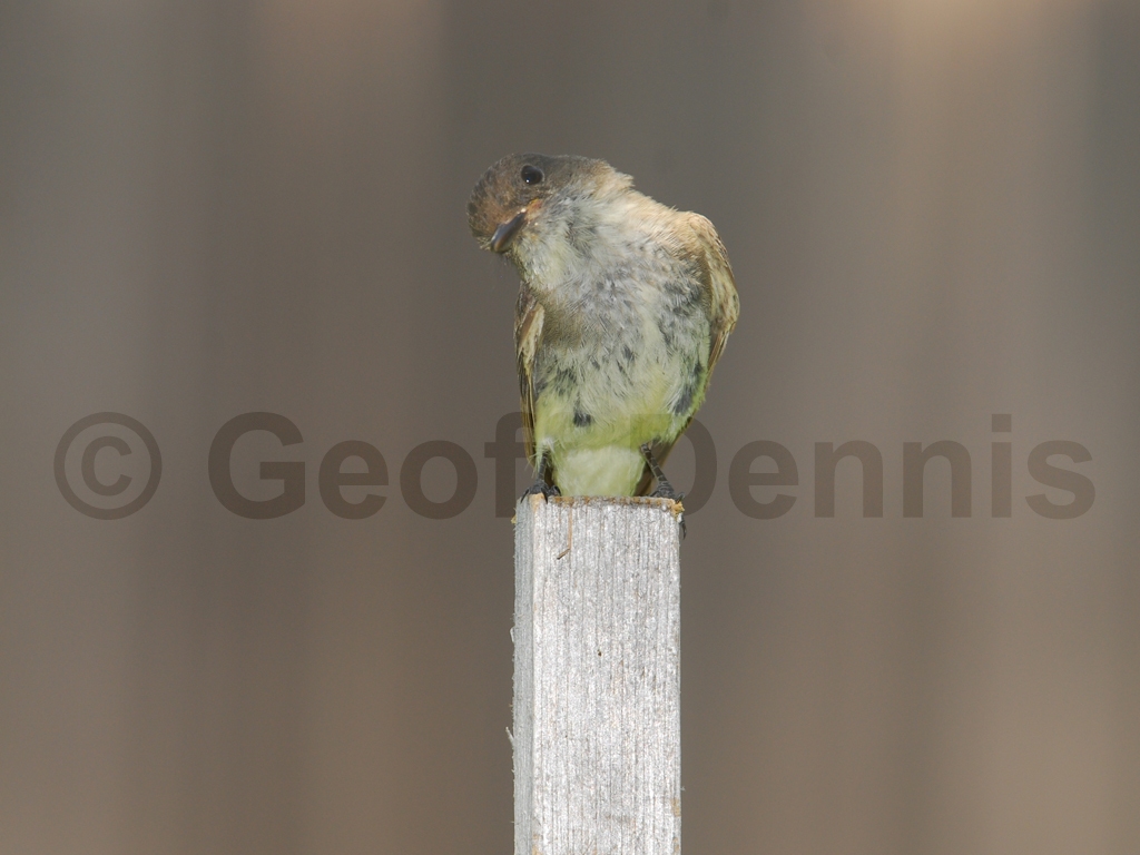 EAPH-AM_Eastern-Phoebe