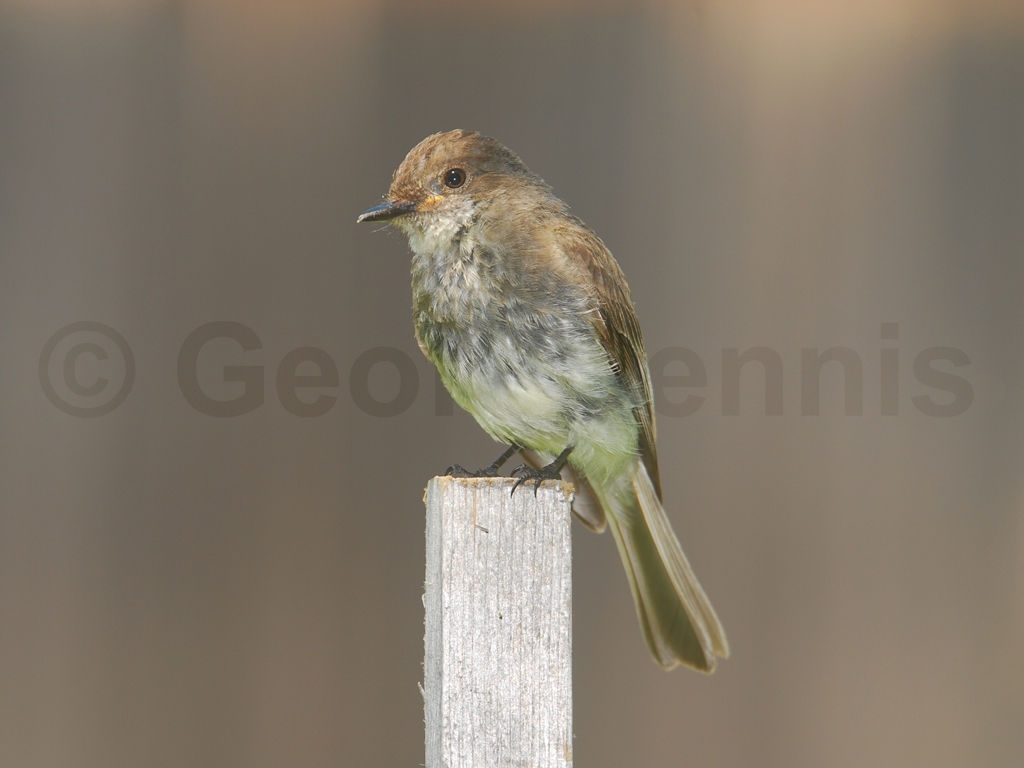 EAPH-AN_Eastern-Phoebe