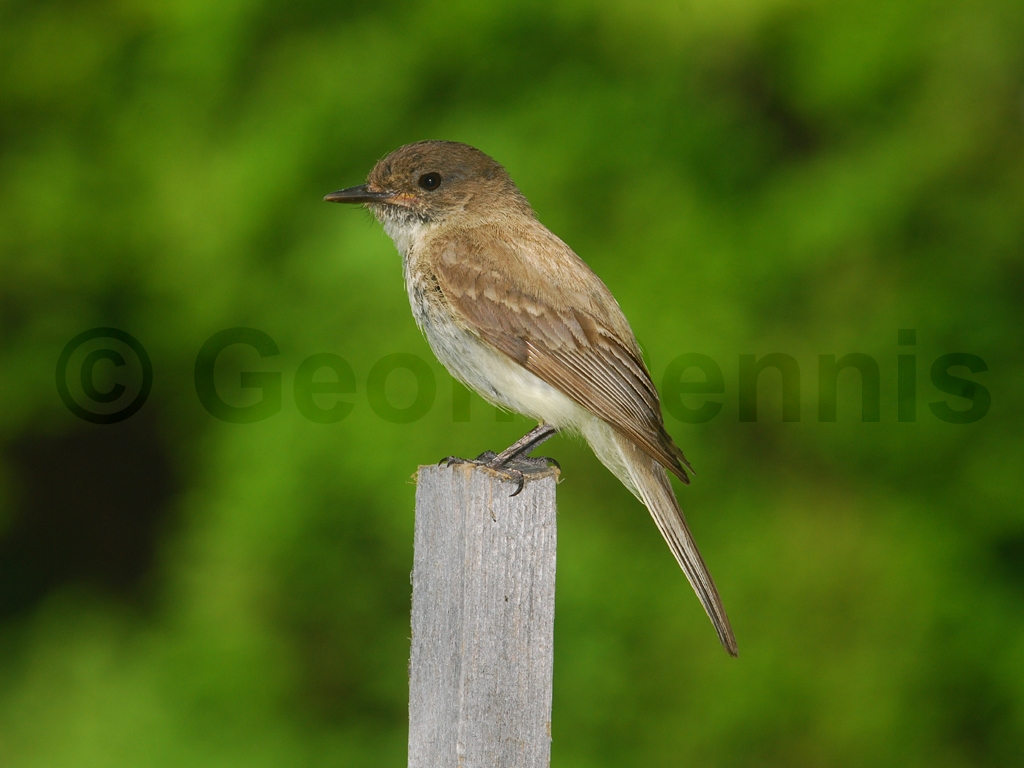 EAPH-AP_Eastern-Phoebe